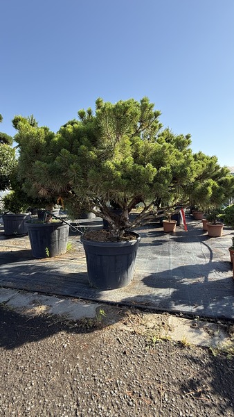 PINUS NIGRA BREPO