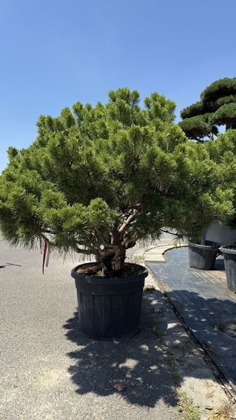 PINUS NIGRA BREPO