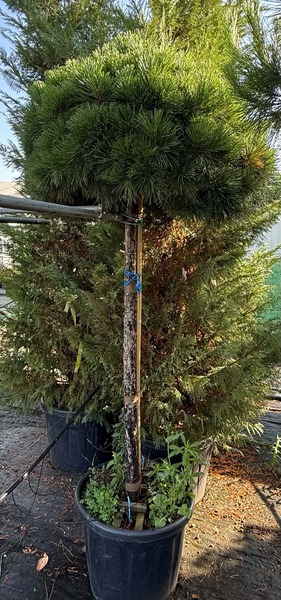 PINUS NIGRA BREPO