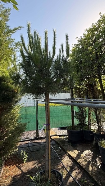 PINUS NIGRA BREPO