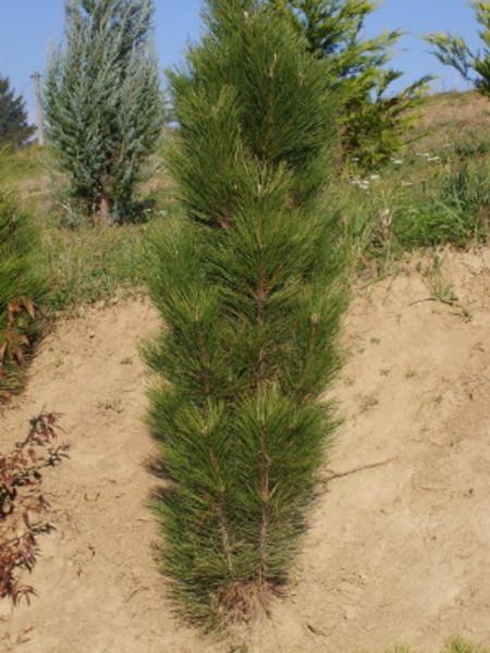 PINUS NIGRA FASTIGIATA