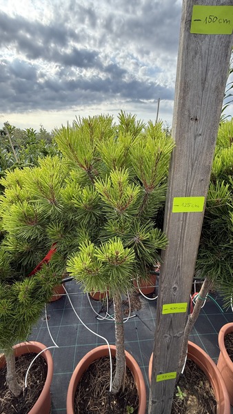 PINUS NIGRA MARIE BREGON