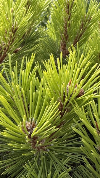 PINUS NIGRA MARIE BREGON