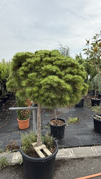 PINUS NIGRA MARIE BREGEON