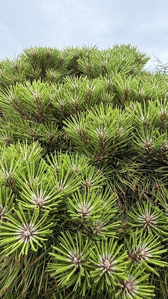 PINUS NIGRA MARIE BREGEON