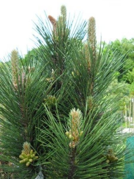 PINUS NIGRA SINFONIA