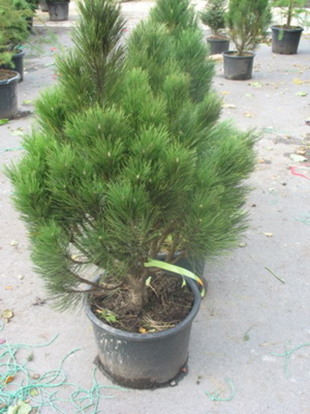 PINUS NIGRA SINFONIA