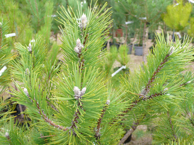 PINUS NIGRA VAR. AUSTRIACA