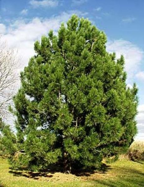 PINUS NIGRA VAR. AUSTRIACA