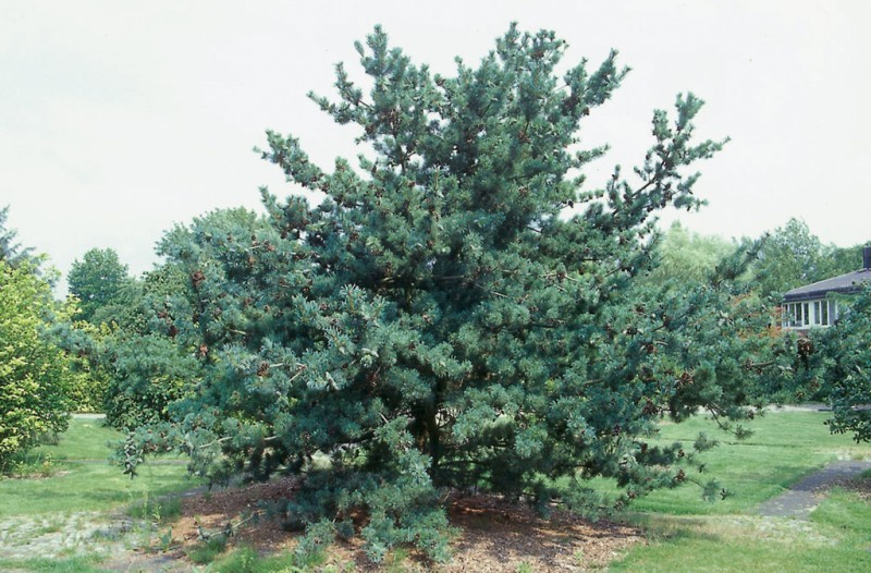 PINUS PARVIFLORA GLAUCA