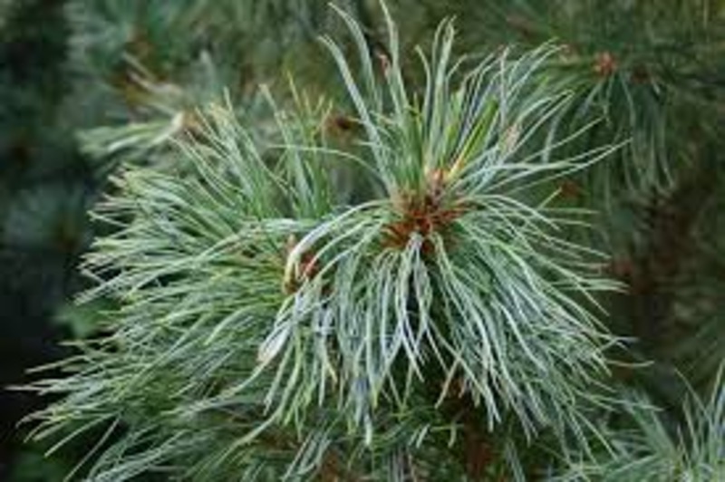 PINUS PARVIFLORA GLAUCA