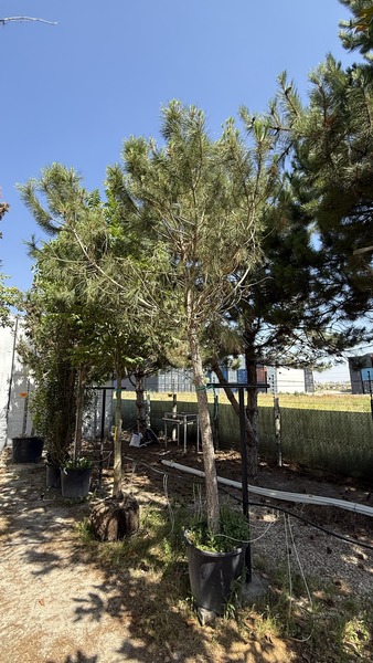PINUS PINEA