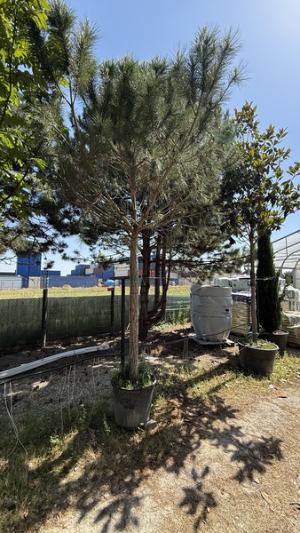 PINUS PINEA
