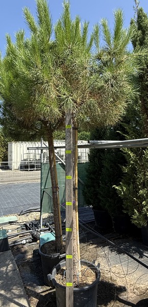 PINUS PINEA