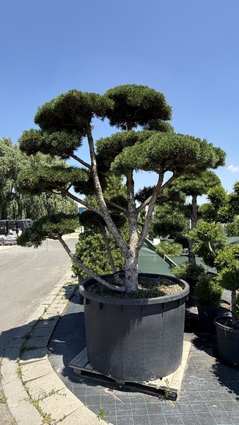 PINUS SP.