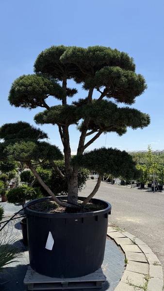 PINUS SP.