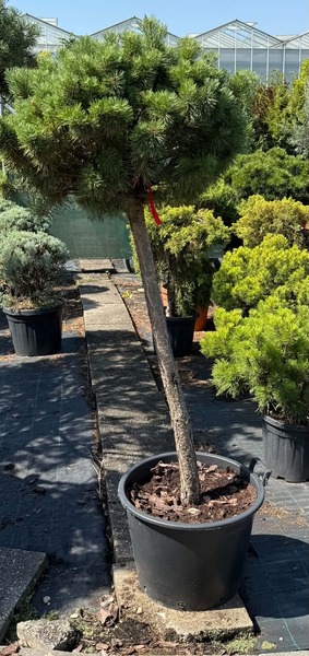 PINUS SYLVESTRIS