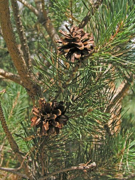 PINUS SYLVESTRIS