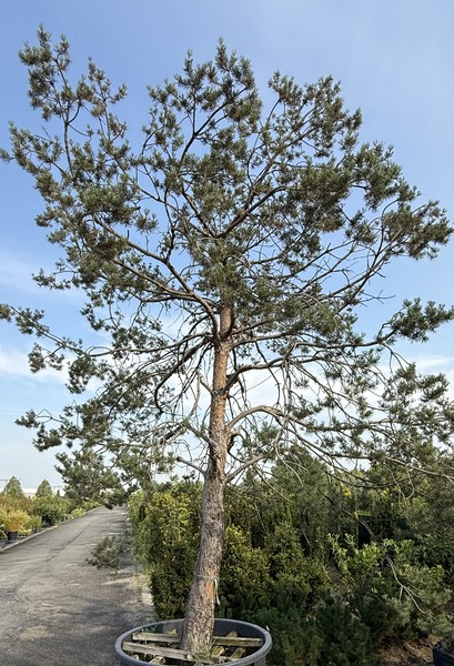 PINUS SYLVESTRIS