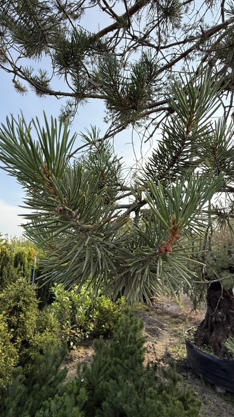 PINUS SYLVESTRIS