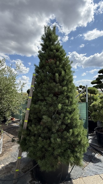 PINUS SYLVESTRIS
