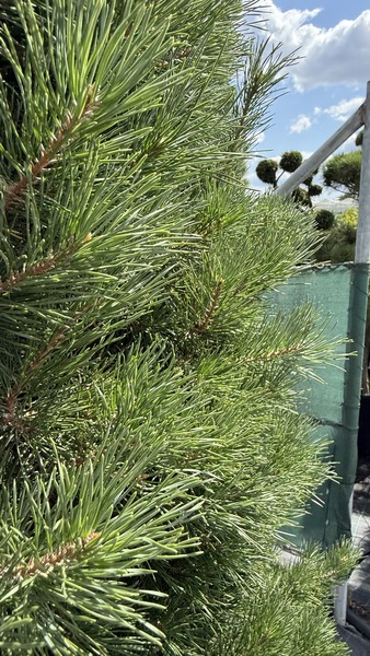 PINUS SYLVESTRIS