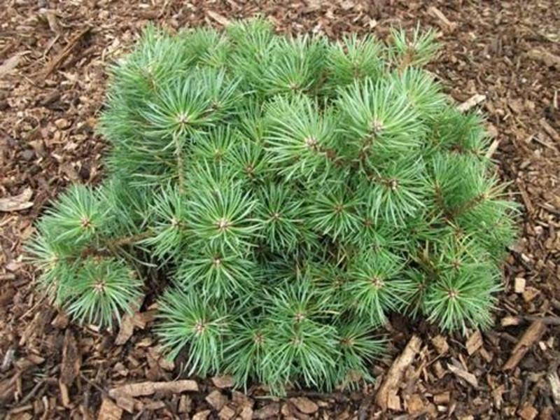 PINUS SYLVESTRIS SAXATILIS