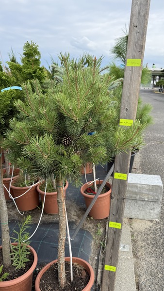PINUS SYLVESTRIS SAXATILIS