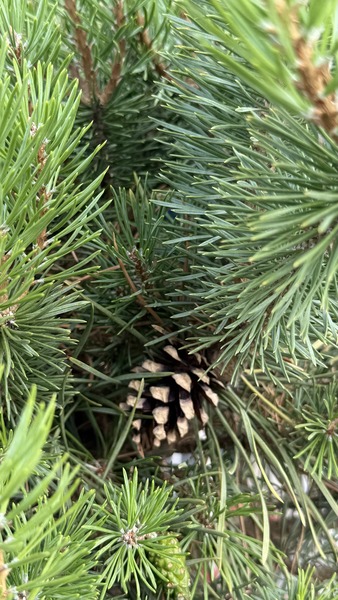 PINUS SYLVESTRIS SAXATILIS