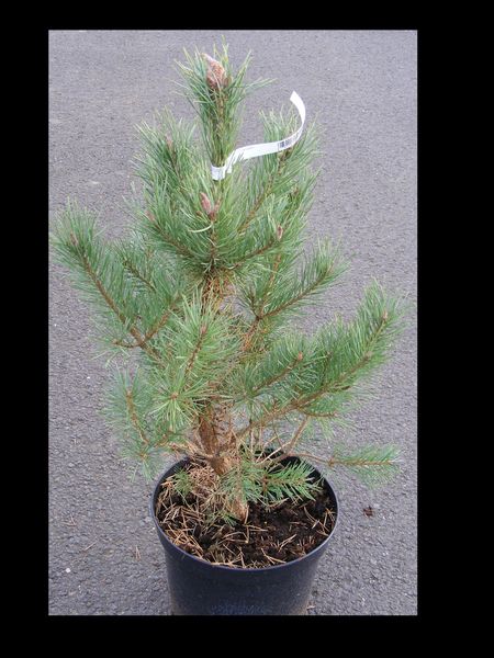 PINUS SYLVESTRIS WATERERI