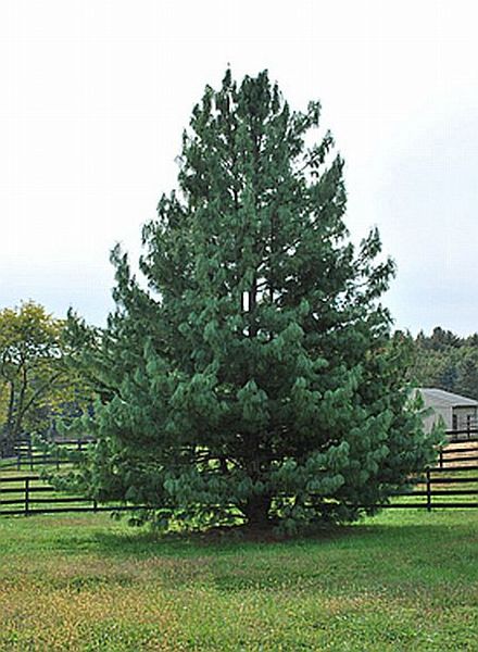 PINUS WALLICHIANA