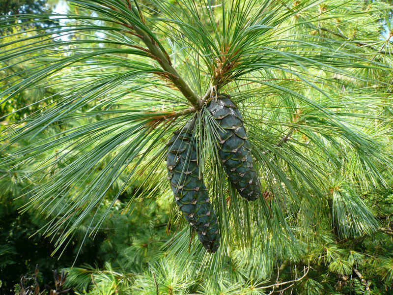 PINUS WALLICHIANA