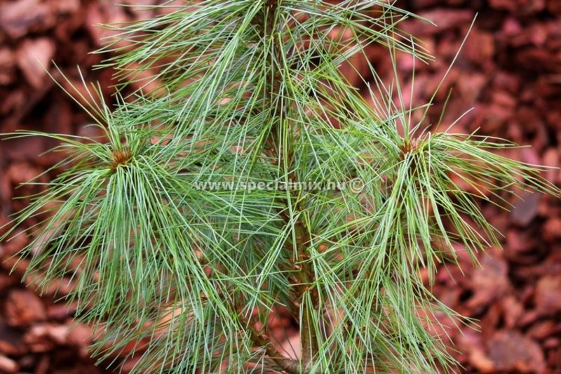 PINUS WALLICHIANA