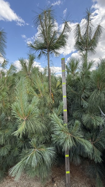 PINUS WALLICHIANA