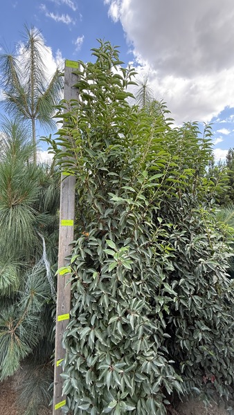 PINUS WALLICHIANA