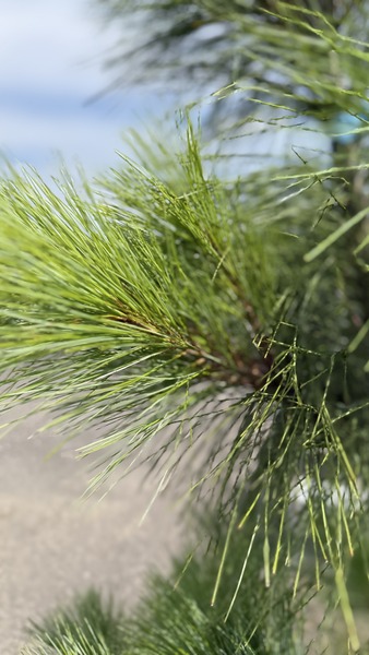 PINUS WALLICHIANA