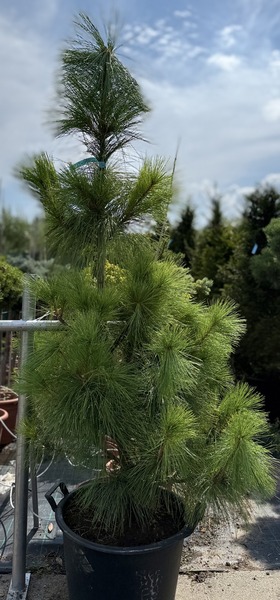 PINUS WALLICHIANA