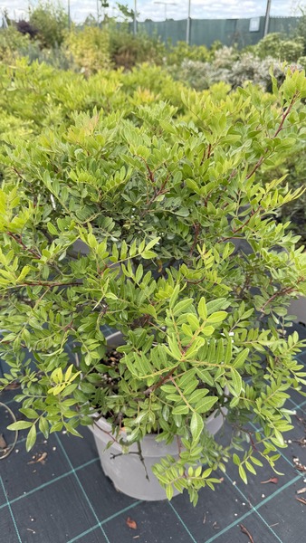 PISTACIA LENTISCUS