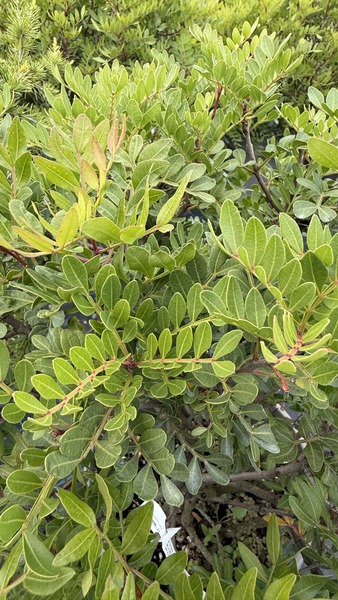 PISTACIA LENTISCUS
