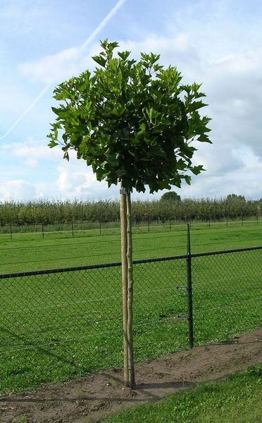 PLATANUS ACER. ALPHEN'S GLOBE