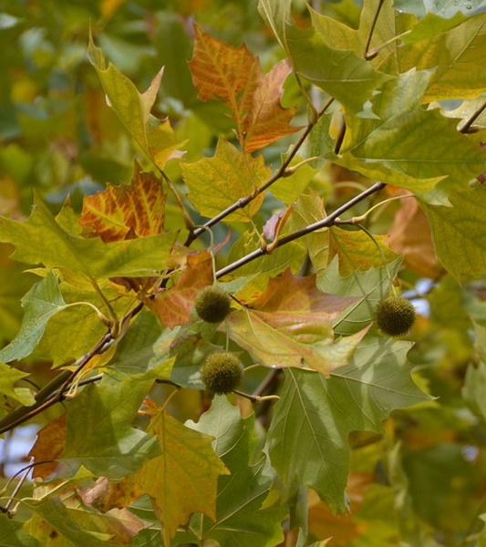 PLATANUS ACERIFOLIA BLOODGOOD