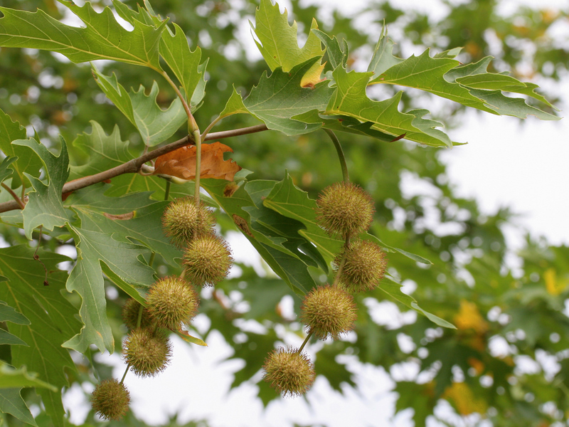 PLATANUS ACERIFOLIA LACINIATA