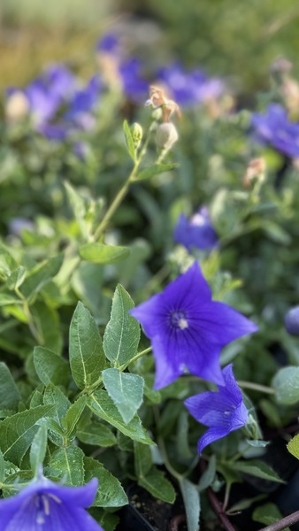 PLATYCODON GRANDIFL. CODA BLUE
