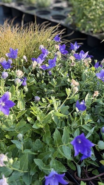 PLATYCODON GRANDIFL. CODA BLUE
