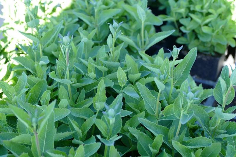 PLATYCODON GRAND. ASTRA BLUE