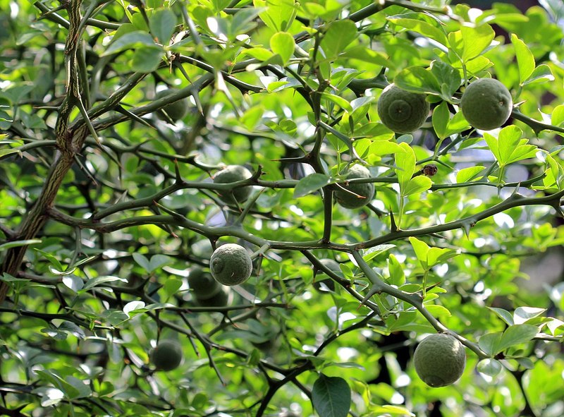 PONCIRUS TRIFOLIATA
