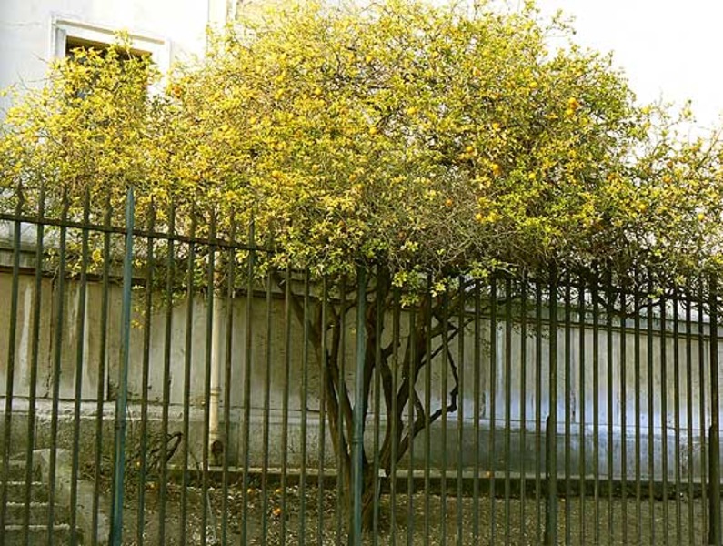 PONCIRUS TRIFOLIATA