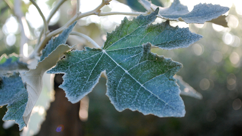 POPULUS ALBA NIVEA