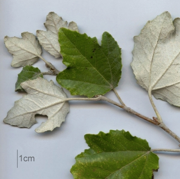 POPULUS ALBA NIVEA