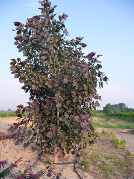 POPULUS DELTOIDES PURPLE TOWER
